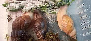 тун азык: Улитки ахатины — 3 взрослые особи. - Окрас разный, крепкие раковины — 1