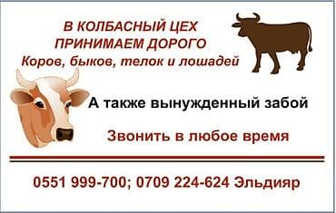 Колбаса цехи : Жылкылар, аттар, Башка а/ч жаныбарлары, Кочкорлор, койлор, | Күнү-түнү, Бардык шартта, Союлган