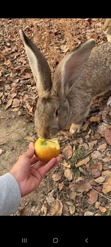 сколько стоит шотландская вислоухая кошка: Продаю кроликов великанов. 10 месяцев.
цена 2500 сом.
торг возможен — 2