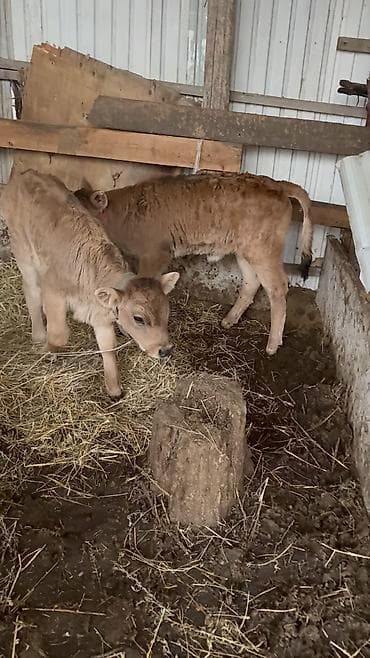 Продаю | Бык (самец), Тёлка | Для молока