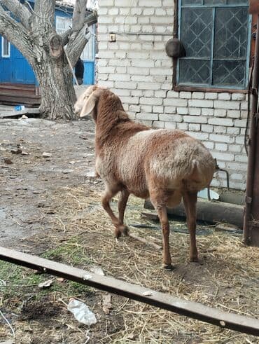 баран кант: Продаю | Баран (самец) | Арашан | Для разведения | Осеменитель, Племенные — 1