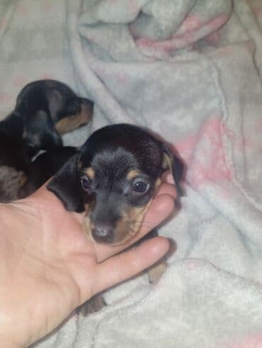 акустические системы panasonic колонка в виде собак: Такса, 1 месяц, Самка — 10