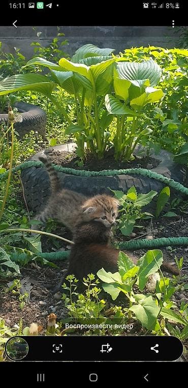 Мышыктар: Котята с вислоухими ушками от домашней кошки-скоттиш (на фото с — 5