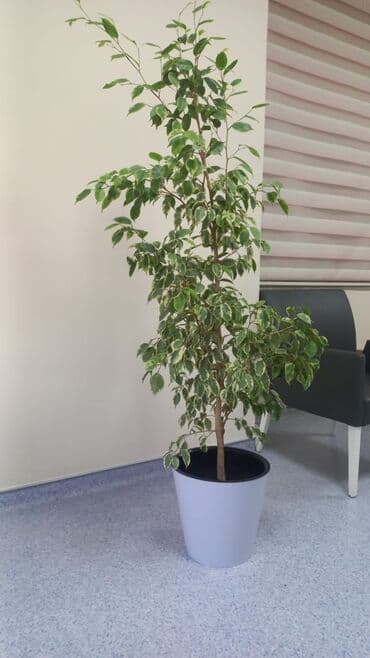 навес продаю: Фикус Бенджамина в современном кашпо. пересажен в большой новый горшок — 2