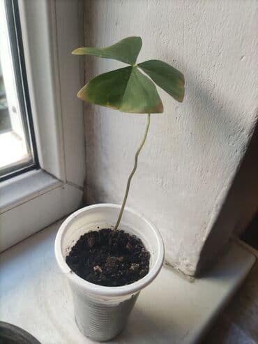 капельная система орошения: Коллекция комнатных растений в стаканчиках: - Алоэ (суккулент с — 17