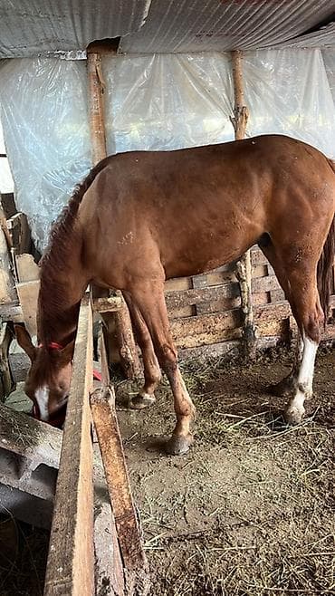 купить британскую кошку: Продаю | Жеребец | Для разведения — 1