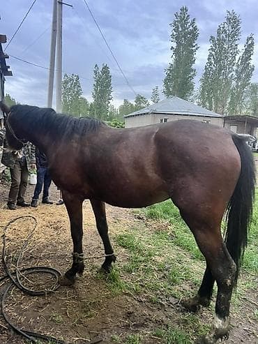 жалал абад ит: Сатам | Жылкы (эркек) | Жумушка — 4