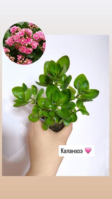 доставка цветов: РАСПРОДАЖА 🔥🔥🔥🔥 Продаю комнатные растения, цветы . РАСПРОДАЖА 🔥🔥🔥🔥 — 11