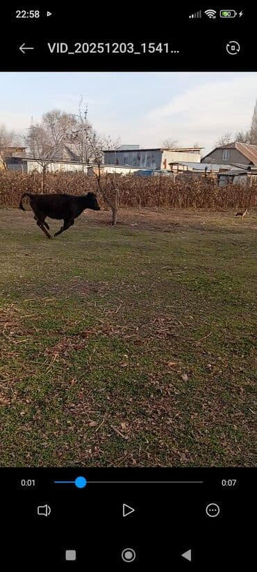 продаю дойная корова: Продаю | Корова (самка), Тёлка, Музоо, торпок | Швицкая, Абердин-ангус | На откорм, Для разведения, Для молока | Племенные — 6