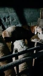 хомяк домашний купить: Продаю | Баран (самец) | Гиссарская, Арашан | Для разведения | Племенные, Осеменитель — 4