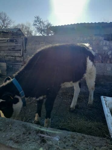 продажа щенков немецкой овчарки с документами в бишкеке: Продаю | Музоо, торпок | Голштин | На откорм | Привязанные — 2