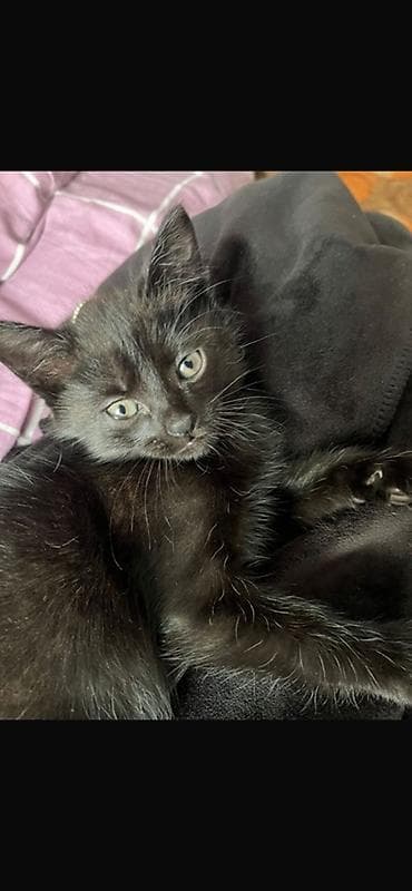 Животные: Котята от домашней кошки Описание: - Милые котята 1 помёта: тигровый — 3