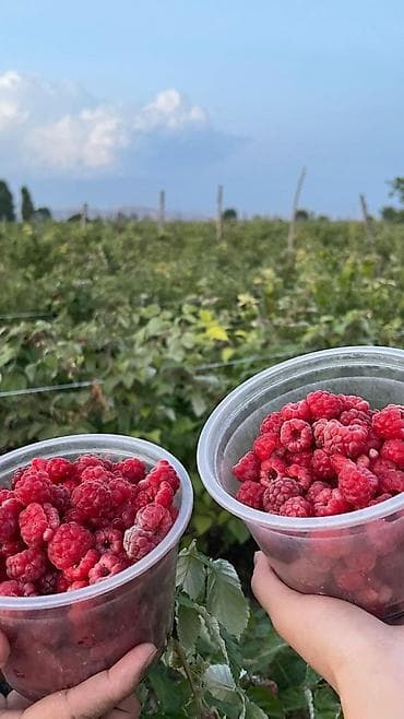 продажа дом шопоков: Дом, 36000 м², 6 комнат, Собственник, Старый ремонт — 5