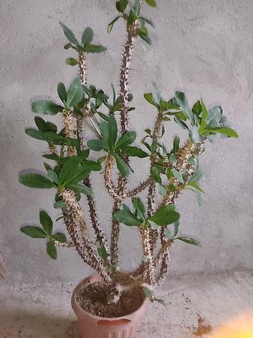 лимоны купить: 🪴🌵🌱 — 4