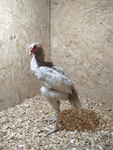 Собаки: Дакан ак жожо короз сатылат буту аксап жатат белый ношка белый кулуф — 5