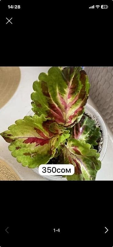 Комнатные растения 1) Колеус (пёстрая крапивка) — компактные саженцы at lalafo.kg Комнатные растения 1) Колеус (пёстрая крапивка) — компактные саженцы