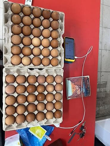 Жумурткалар: Куриные яйца в лотках - Коричневые столовые яйца разного калибра - — 1