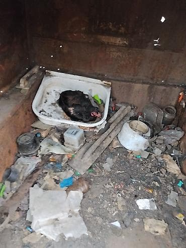 индоутка цыплята: Продаю | Куры | Домашняя | Несушки — 2