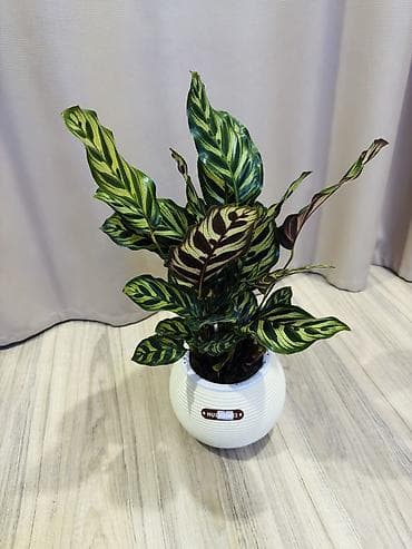 круглый: Калатея Маккоя(декоративно-лиственное комнатное растение) в стильном — 1