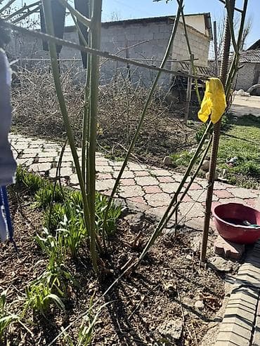 роза гулу жонундо маалымат: Ежемалина (гибрид малины и ежевики) — саженцы Описание сорта: - — 3