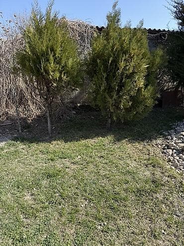 садовый бур: Хвойные деревья (туи/кипарисовики) для озеленения участка. Описание — 2