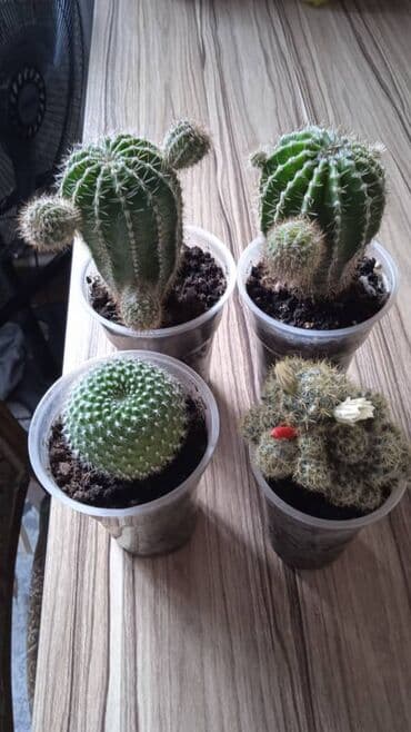 комнатные цветы бишкек: Разные комнатные растения. Чтобы узнать стоимость конкретного растения — 9