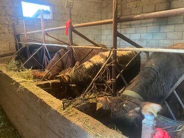 Продаю | Бык (самец) | Алатауская | На откорм