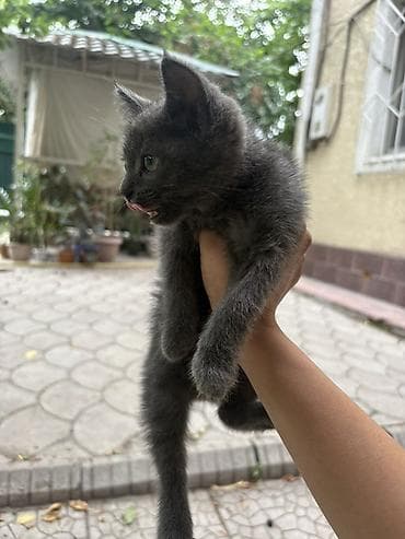 Котёнок серого окраса . Отдам в добрые руки - Пушистый
