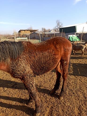 собака долматинец: Продаю | Конь (самец) | Рабочий | Племенные — 4