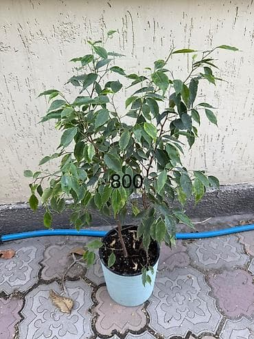 бамбука: В продаже имеются фикусы разных сортов! Также есть алоэ Район Рабочего — 7