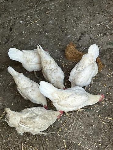 яйца куриные: Продаю | Куры | Леггорн | Несушки — 3