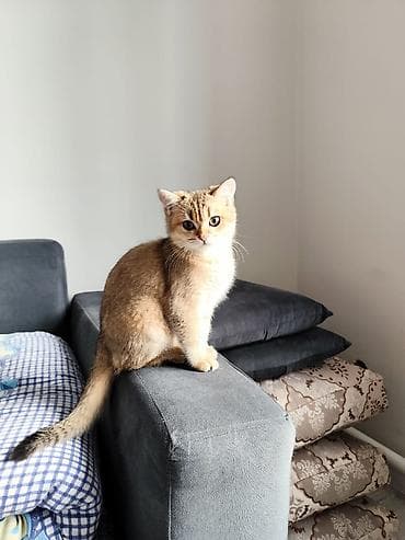 британская короткошерстная кошка: Скотиш Страйт (Шотландская прямоухая), 5 месяцев, Мальчик, Золотая шиншилла, Приучена к лотку — 1