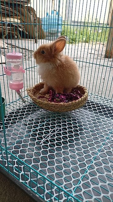 кошка мышык: Клетка для кролика/грызуна с глубоким поддоном и решетчатым полом - — 4