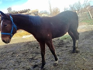 фландр кролик: Продаю | Кобыла (самка), Жеребенок | Для разведения — 5