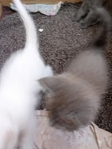 котята в караколе: 1 месяц, Девочка, Белый — 2