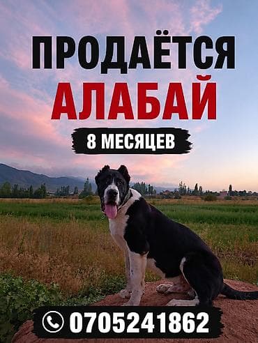 собака кочкор ата: Алабай, 8 месяцев, Самец, С прививкой — 1