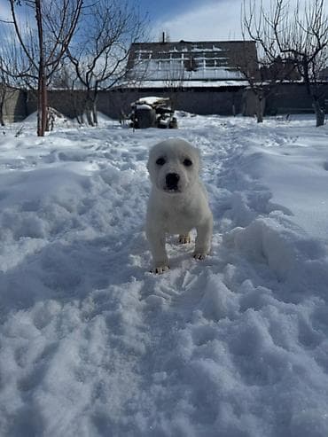 белинский афчарка: Алабай
Дата рождения: 21.12.2025 — 2