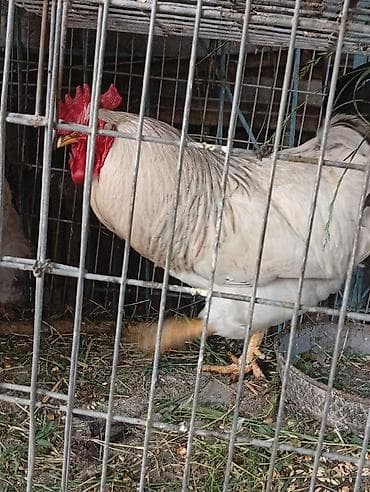 инкуб: Продаю | Петух | Домашняя | Несушки — 3