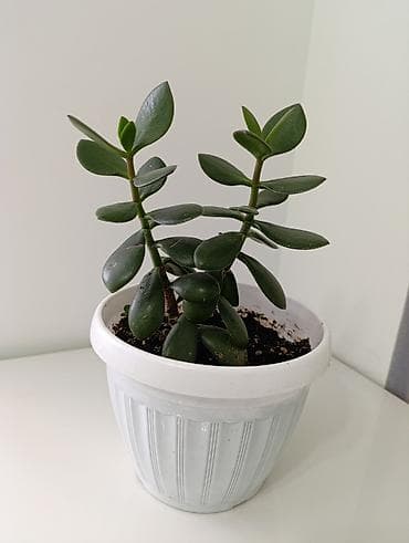 hero 4 session: Суккулент «Денежное дерево» (Крассула овата) в горшке. - Компактный — 1