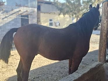 продаю верблюд: Продаю | Жеребец | Рабочий — 1