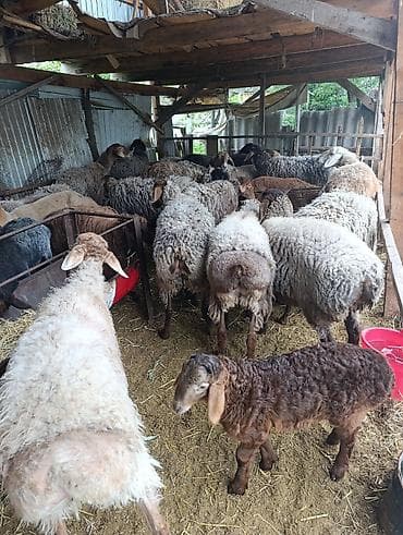 Продаю | Овца (самка) | Полукровка | Для разведения | Матка