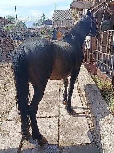 Продаю | Конь (самец) | Рабочий