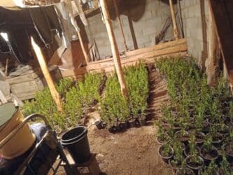 садовый дом: Саженцы деревьев: Туи — 3