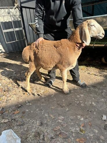 форель живая: Продаю | Овца (самка) | Для разведения — 3