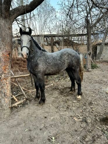 Продаю | Кобыла (самка) | Рабочий, Конный спорт | Мерин