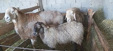 Собаки: Продаю | Баран (самец) | Полукровка | Для разведения — 6