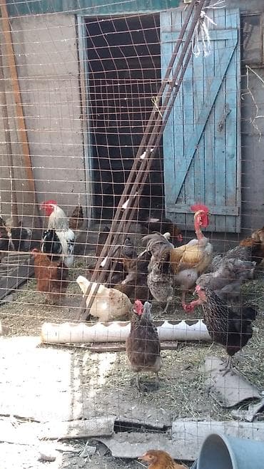 куда можно отдать кошку в бишкеке: Продаю | Куры — 2