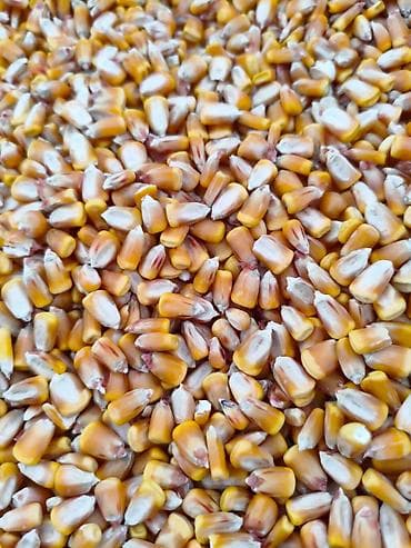 драконий фрукт: Кукуруза (зерно) - Сухое целое зерно кукурузы желто-оранжевого цвета — 1