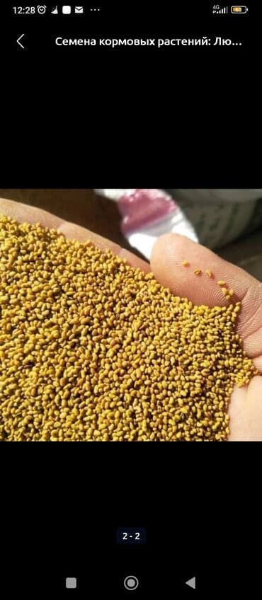 арпа мака: Семена кормовых растений: Люцерна — 2