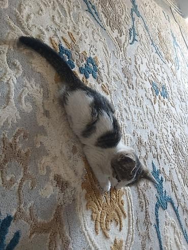 белый кошка: Котёнок в добрые руки. Милый домашний котёнок с бело-серым окрасом и — 5